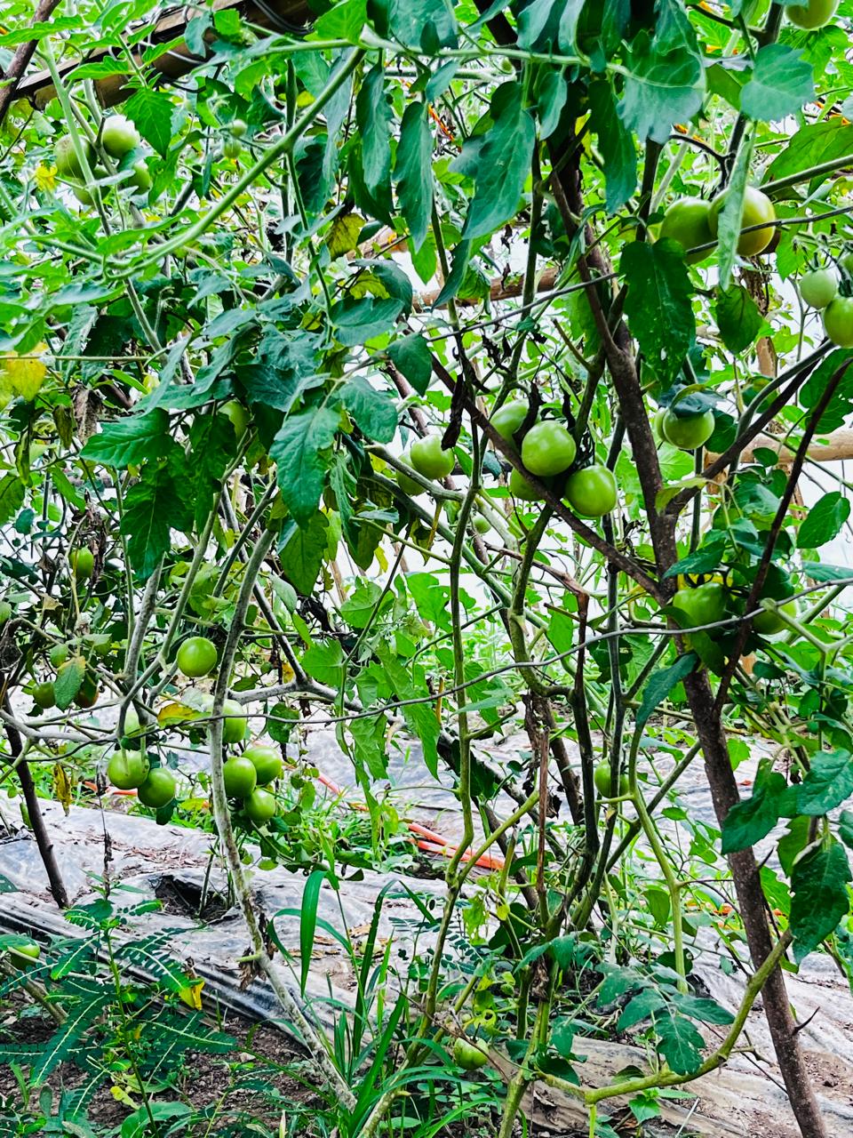 Improving Health and Community Economics Through Small Business Development