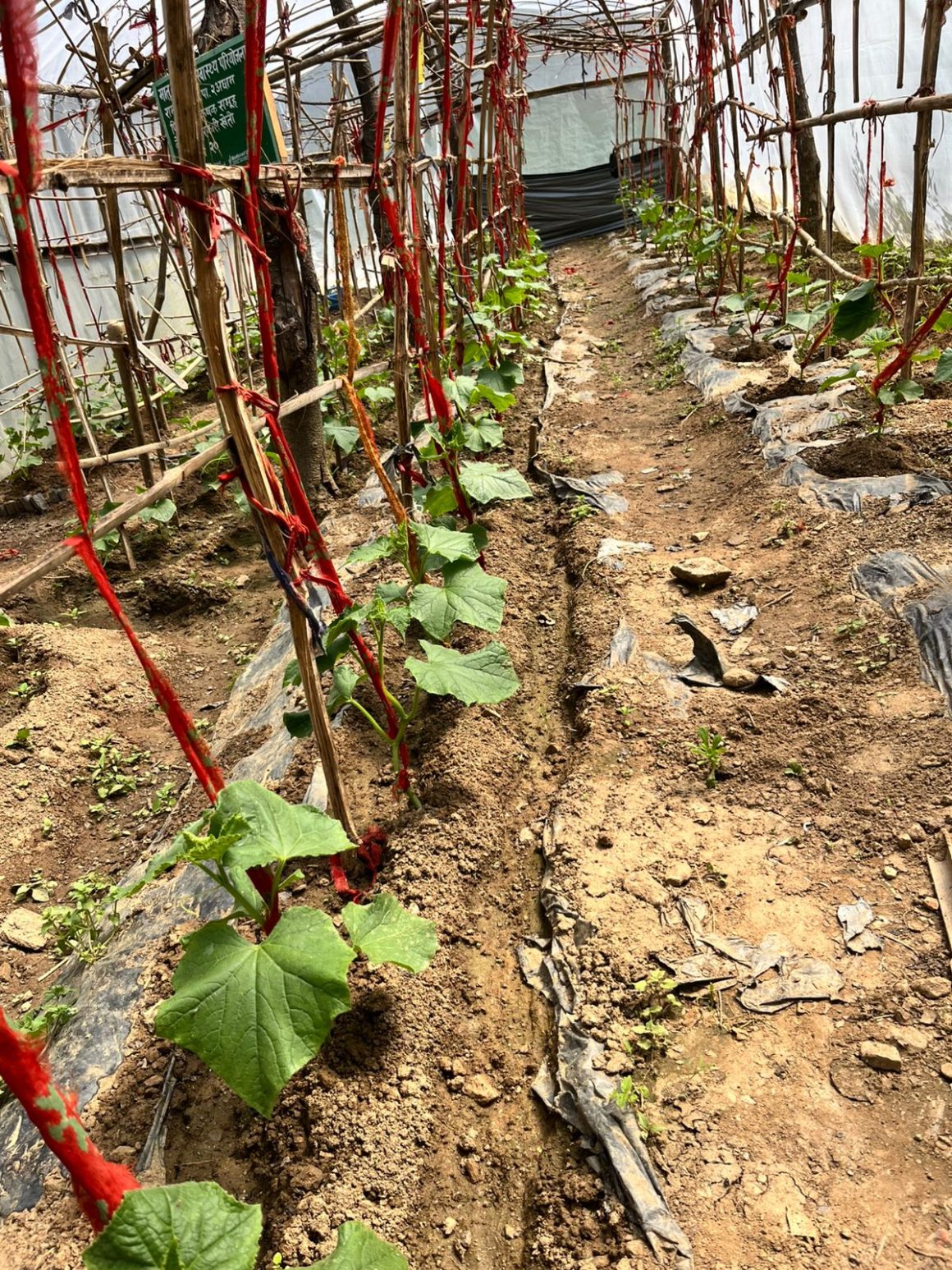 Improving Health and Community Economics Through Small Business Development