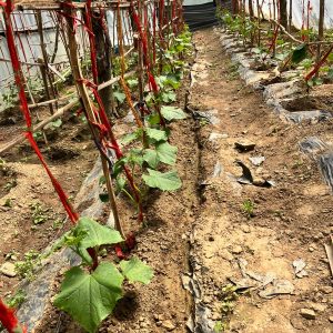 Improving Health and Community Economics Through Small Business Development