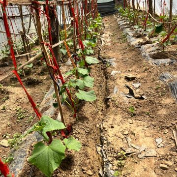 Improving Health and Community Economics Through Small Business Development